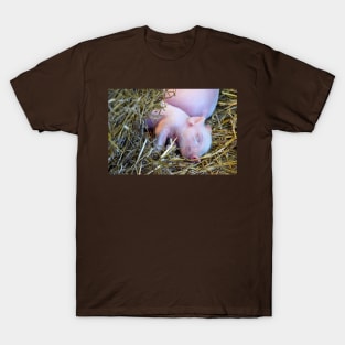 Piglet Nap T-Shirt